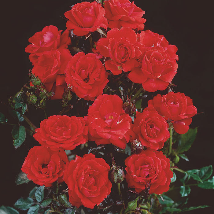 Rosa 'Top Hit'
