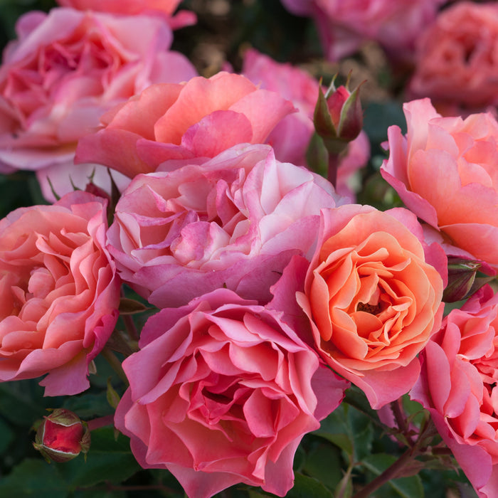 Rosa 'Trendy'