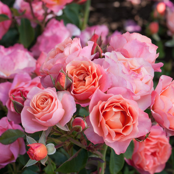 Rosa 'Trendy'