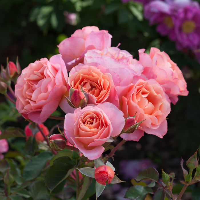 Rosa 'Trendy'
