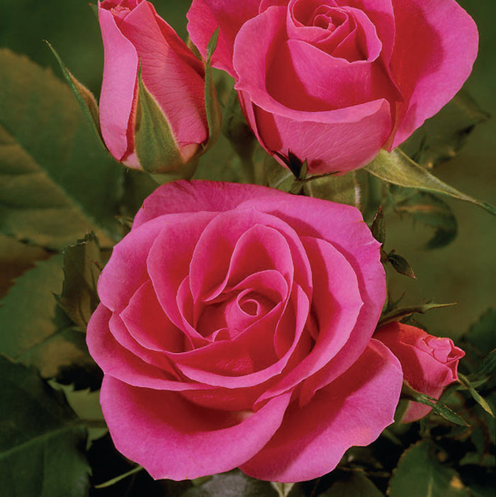 Rosa 'Violet Hit'