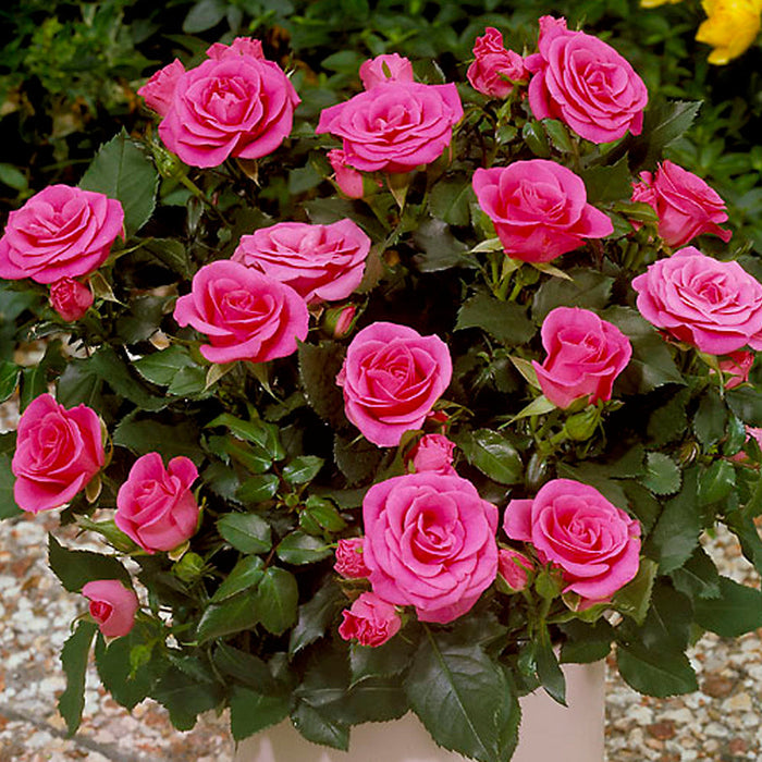 Rosa 'Violet Hit'