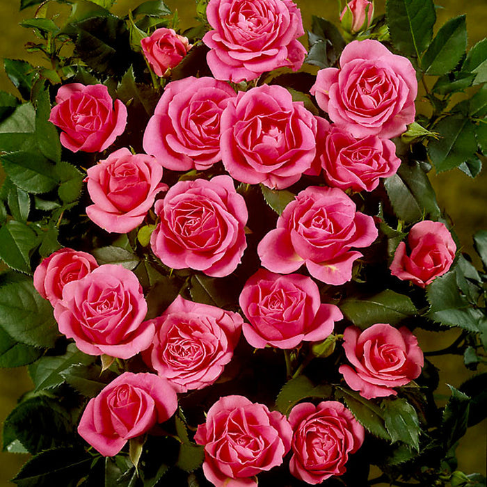 Rosa 'Violet Hit'
