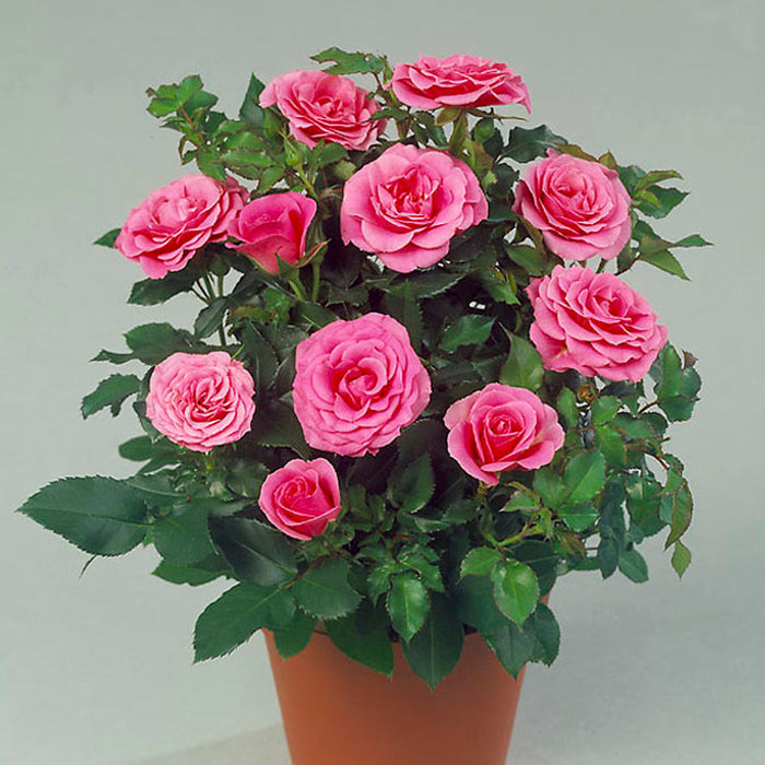 Rosa 'Violet Hit'