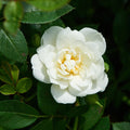 Buy Rosa 'White Cover' (Towne & Country Collection) online UK