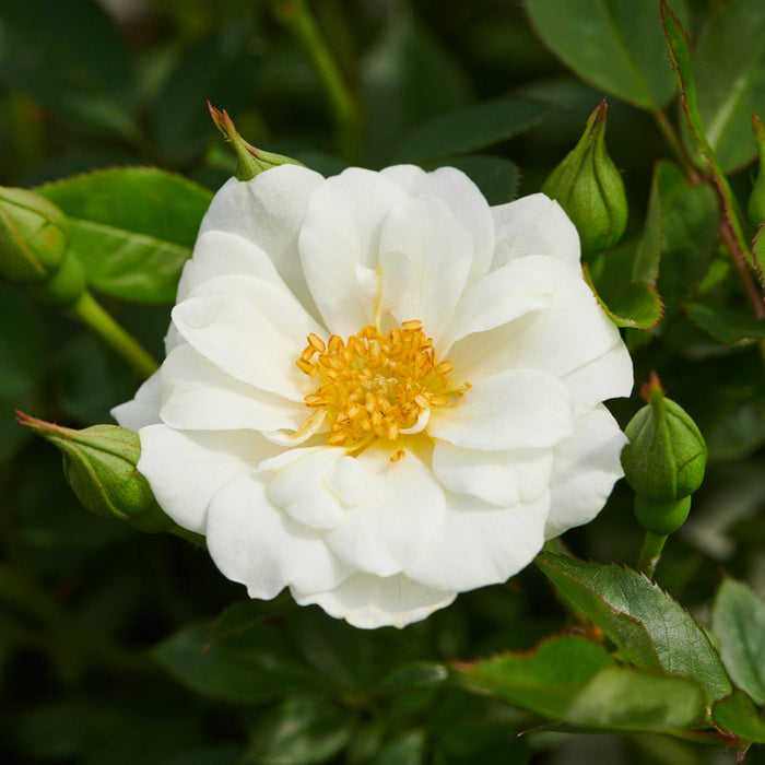 Buy Rosa 'White Cover' (Towne & Country Collection) online UK