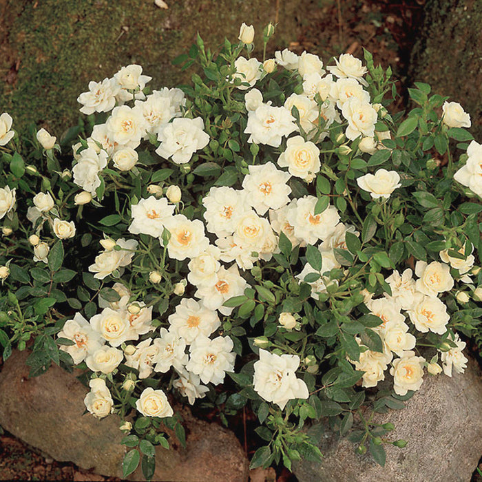 Buy Rosa 'White Cover' (Towne & Country Collection) online UK