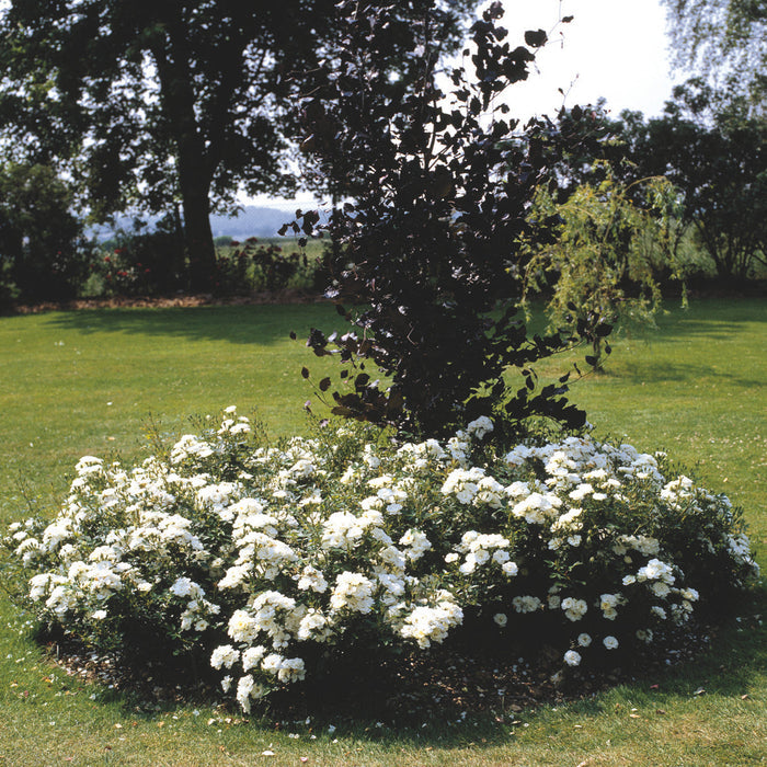 Buy Rosa 'White Cover' (Towne & Country Collection) online UK
