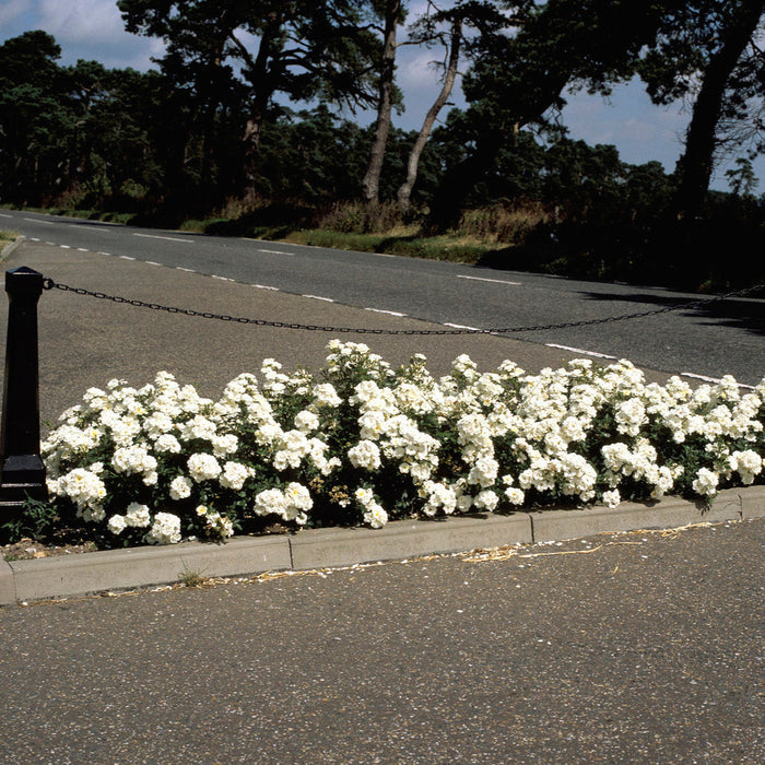 Buy Rosa 'White Cover' (Towne & Country Collection) online UK