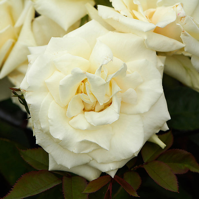 Rosa 'White Nights'