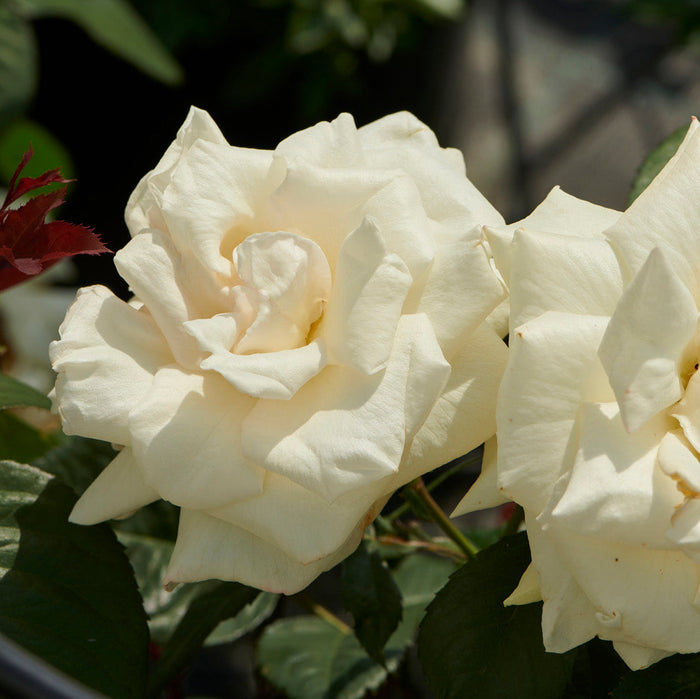 Rosa 'White Nights'