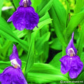 Buy Roscoea auriculata (Eared Roscoea) Tubers online UK
