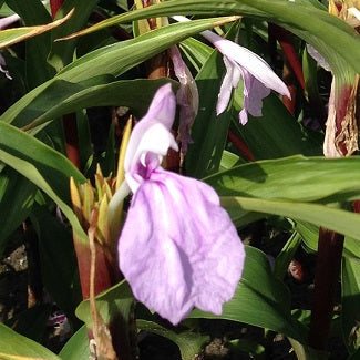 Buy Roscoea purpurea 'Cinnamon Stick' Tubers online UK