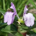 Buy Roscoea purpurea 'Peacock' Tubers online UK