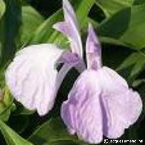 Buy Roscoea purpurea 'Vincent' Tubers online UK