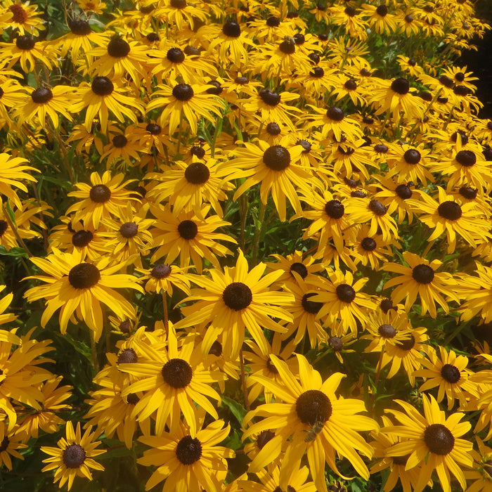 Buy Rudbeckia fulgida 'GoldBlitz' online UK