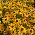Buy Rudbeckia fulgida 'GoldBlitz' online UK