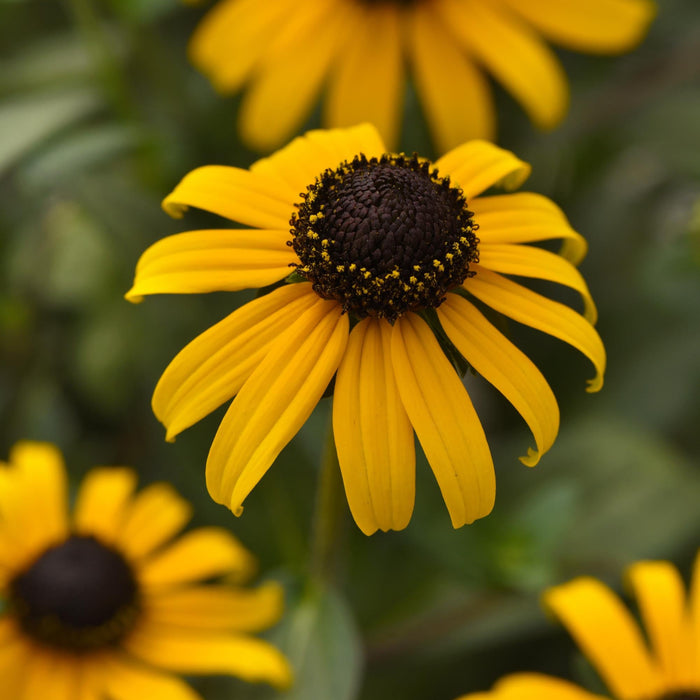 Buy Rudbeckia fulgida 'GoldBlitz' online UK