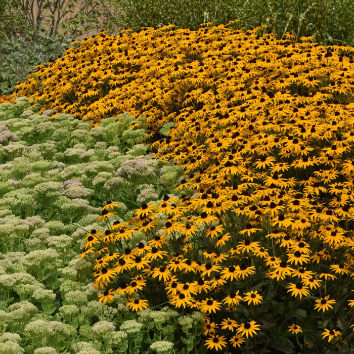 Buy Rudbeckia fulgida 'GoldBlitz' online UK