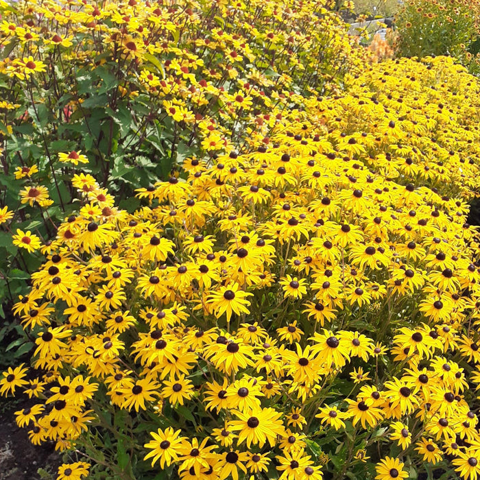 Buy Rudbeckia fulgida 'GoldBlitz' online UK