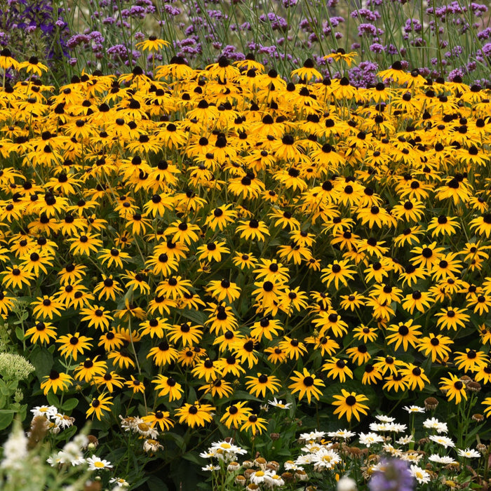 Buy Rudbeckia fulgida 'GoldBlitz' online UK