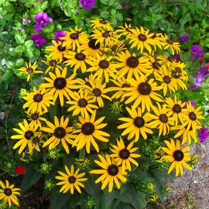 Buy Rudbeckia fulgida 'Little Goldstar' online UK