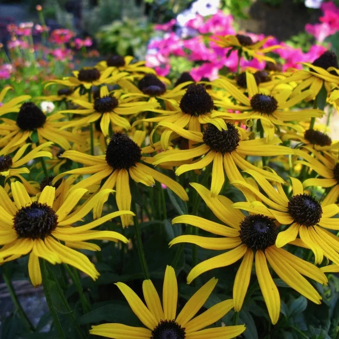 Buy Rudbeckia fulgida 'Little Goldstar' online UK