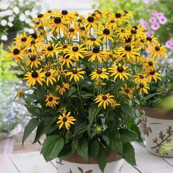 Buy Rudbeckia fulgida 'Little Goldstar' online UK