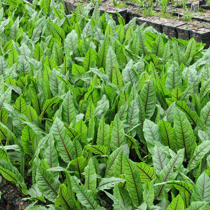 Buy Rumex sanguineus (Bloodwort) online UK