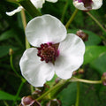 Buy Sagittaria sagittifolia (Arrowhead) online UK
