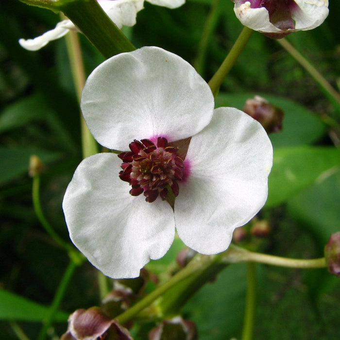 Buy Sagittaria sagittifolia (Arrowhead) online UK