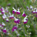 Buy Salvia 'Amethyst Lips' online UK