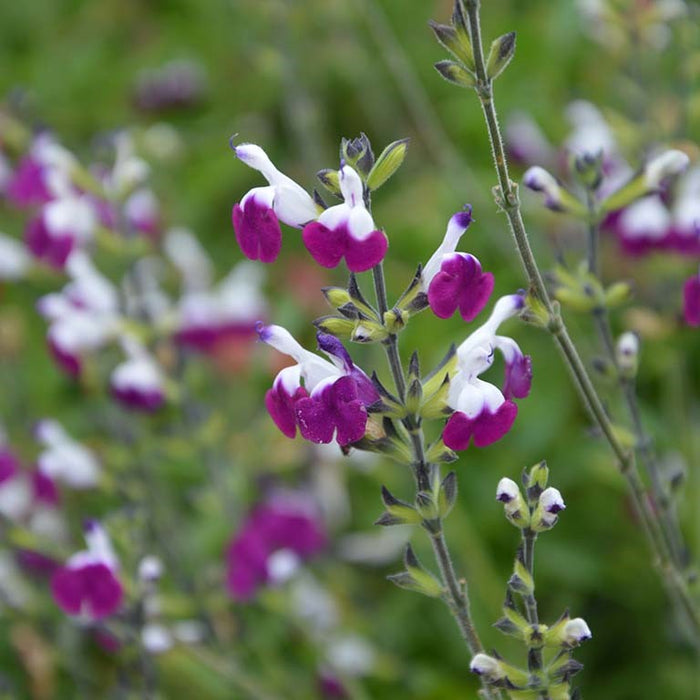 Buy Salvia 'Amethyst Lips' online UK