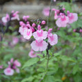 Buy Salvia 'Angel Wings' online UK