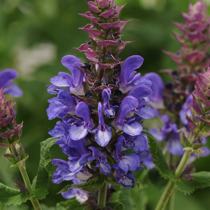 Buy Salvia 'Blue Marvel' online UK