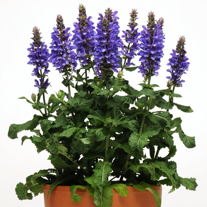 Buy Salvia 'Blue Marvel' online UK