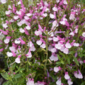 Buy Salvia 'Dyson's Joy' online UK