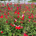 Buy Salvia 'Hot Lips' online UK