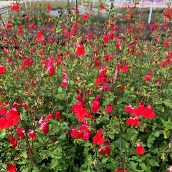 Buy Salvia 'Hot Lips' online UK