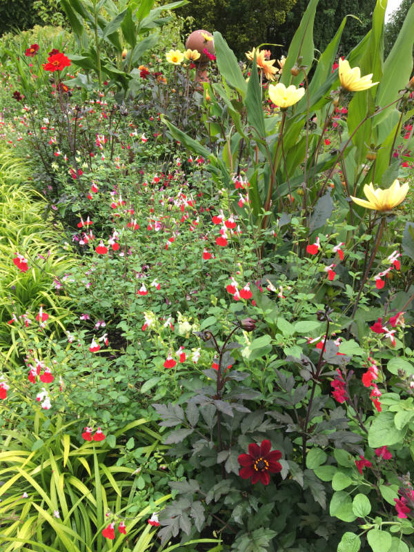 Buy Salvia 'Hot Lips' online UK
