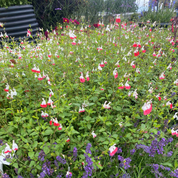 Buy Salvia 'Hot Lips' online UK