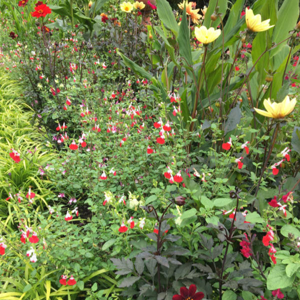 Buy Salvia 'Hot Lips' online UK