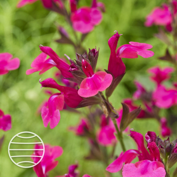 Buy Salvia × jamensis 'Magical Amazone' online UK