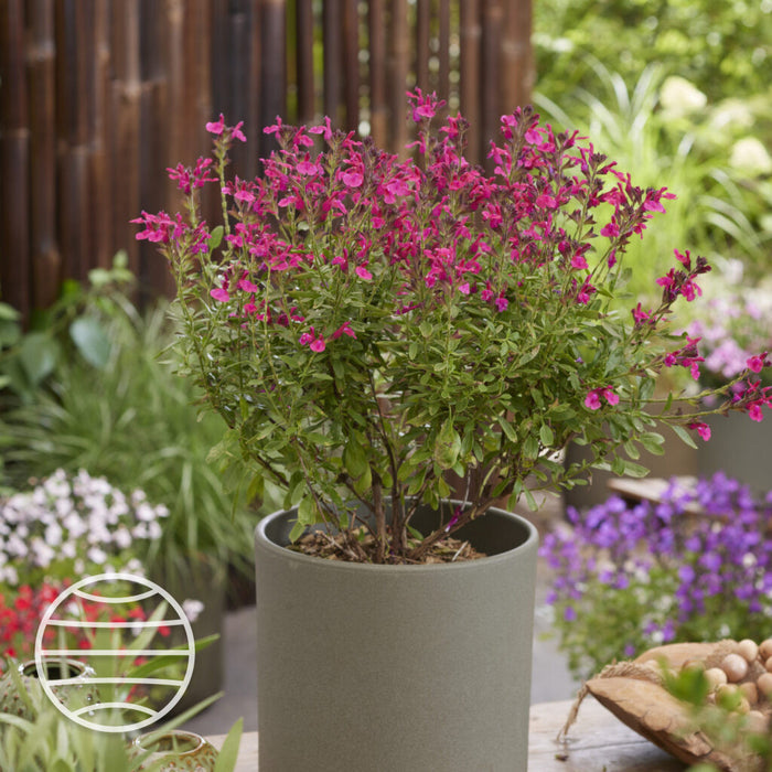Buy Salvia × jamensis 'Magical Amazone' online UK
