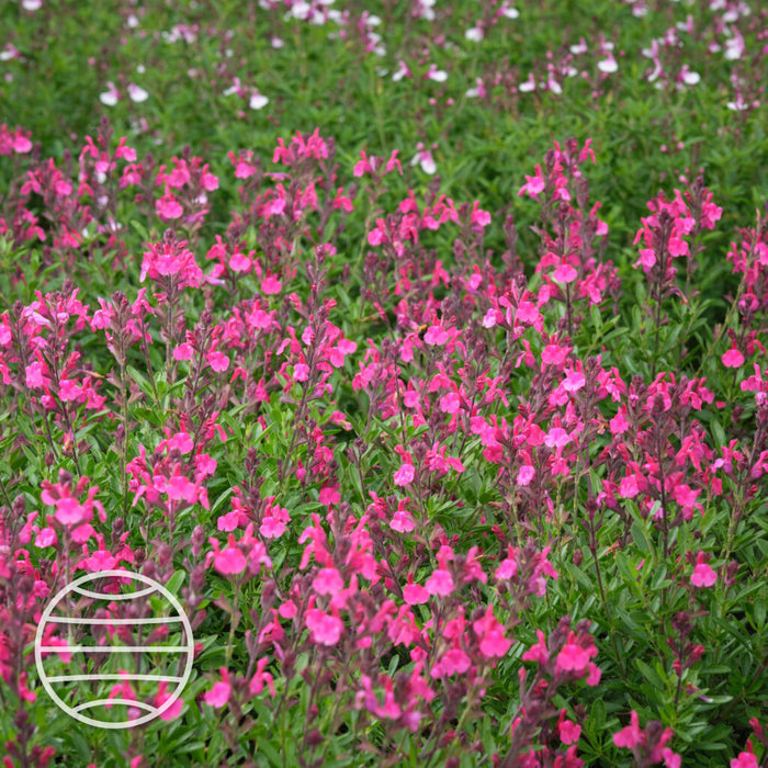 Buy Salvia × jamensis 'Magical Amazone' online UK