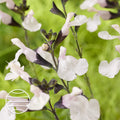 Buy Salvia × jamensis 'Magical Donau' online UK