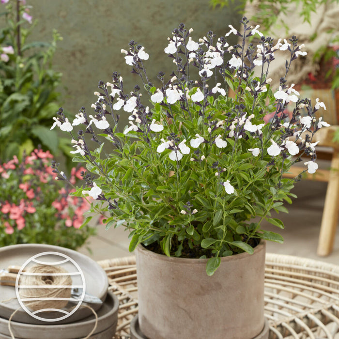 Buy Salvia × jamensis 'Magical Donau' online UK