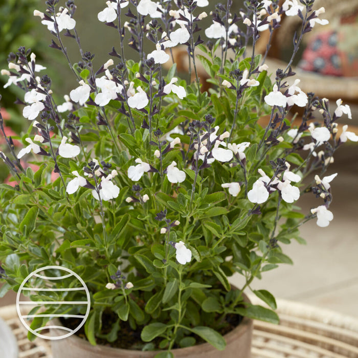 Buy Salvia × jamensis 'Magical Donau' online UK