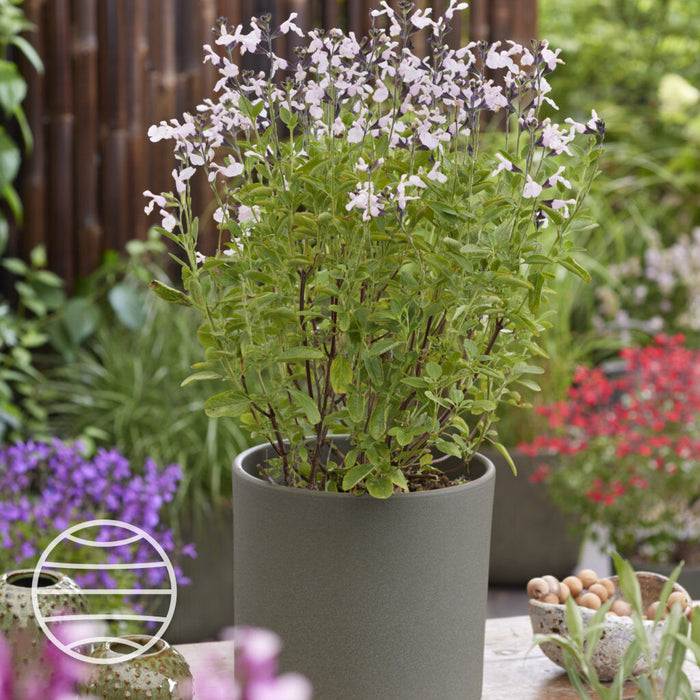 Buy Salvia × jamensis 'Magical Donau' online UK