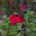 Buy Salvia 'Jemima's Gem' online UK